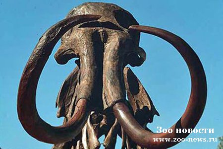Останки сладки Останки сладки
