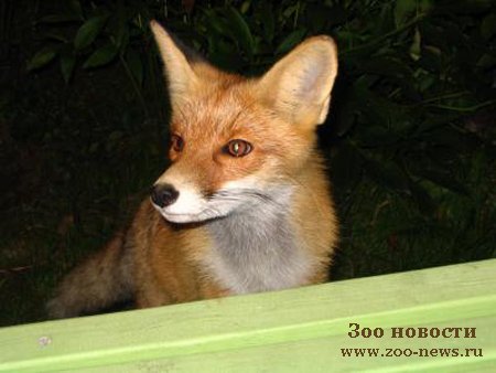 Новогодние приключения зверей Новогодние приключения зверей