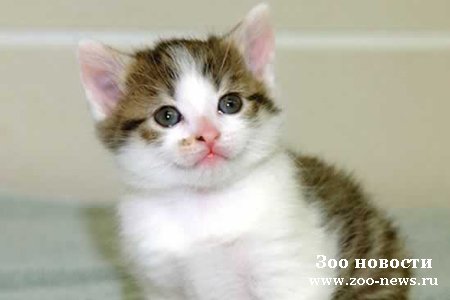 Кошки тоже любят подарки Кошки тоже любят подарки