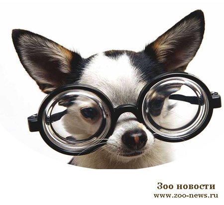 Собака ведет себя умнее, когда рядом нет хозяина Собака ведет себя умнее, когда рядом нет хозяина