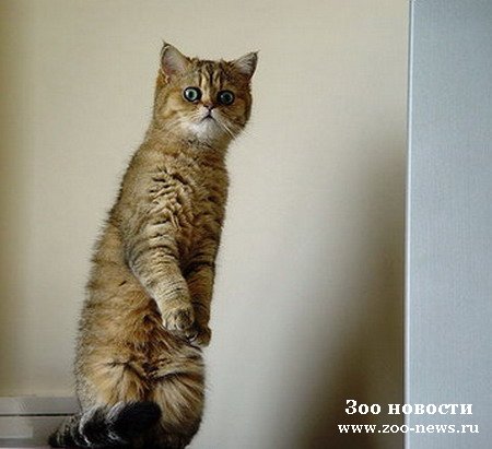 Минутка юмора Минутка юмора
