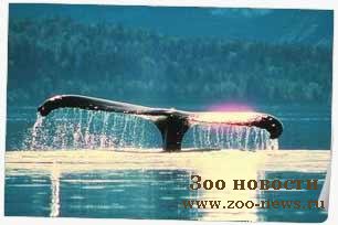 http://www.zoo-news.ru/uploads/posts/2008-02/1203447056_kit.jpg
