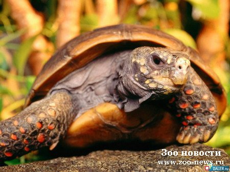 Советы. Черепаха. Советы. Черепаха.