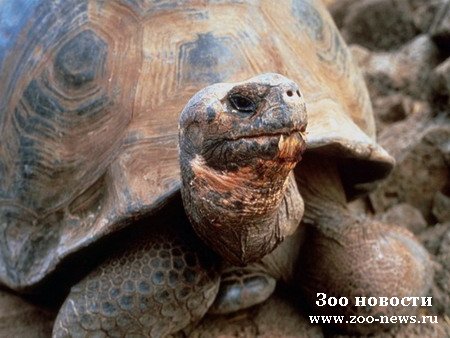 Советы. Черепаха. Советы. Черепаха.