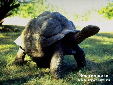 Советы. Черепаха. Советы. Черепаха.
