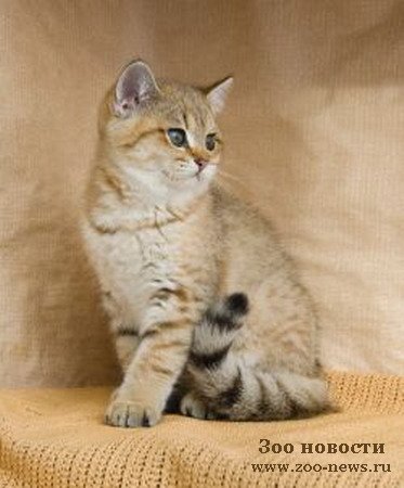 От инфаркта спасёт.. кошка От инфаркта спасёт.. кошка