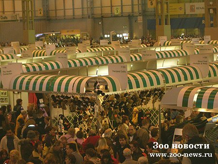 Российские собаки едут на "Крафт" Российские собаки едут на "Крафт"