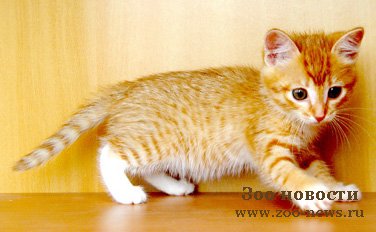 Из жизни таксы и кота. Из жизни таксы и кота.
