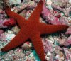 Морские звезды - желудок снаружи! Морские звезды - желудок снаружи!