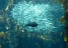 Свет из морской глубины. Свет из морской глубины.