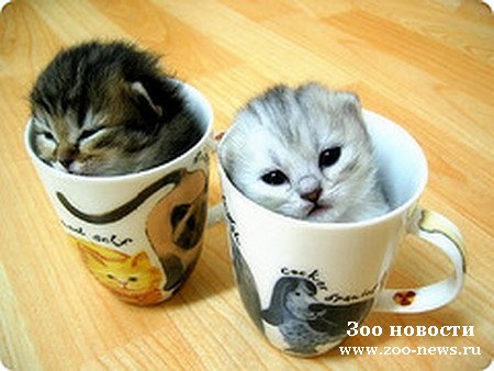Вырасти себе кота Вырасти себе кота
