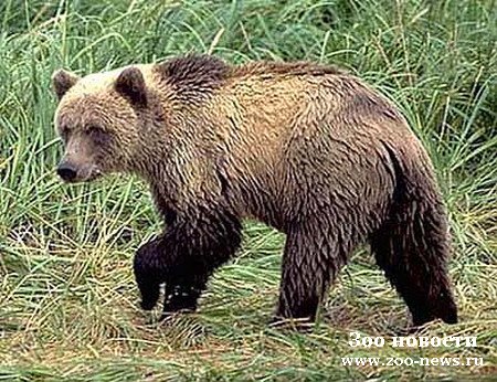 У живодёра отобрали бурого медведя У живодёра отобрали бурого медведя