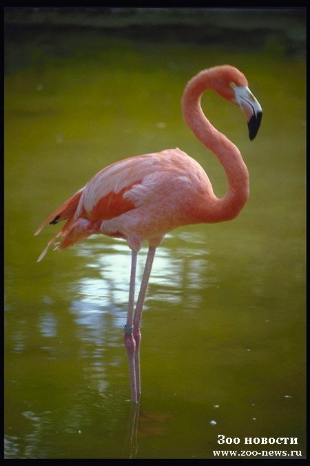 1205689741_flamingo_450.jpg