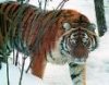 В Приамурье вернулись тигры В Приамурье вернулись тигры