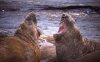 Морской слон в воде и на суше Морской слон в воде и на суше