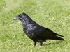 Загадочный ворон Загадочный ворон