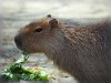 Самый большой грызун на земле Самый большой грызун на земле
