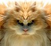 Сегодня 1 апреля, предлагаю немного хорошего настроения! Сегодня 1 апреля, предлагаю немного хорошего настроения!