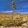 Дерево, которому 9 550 лет Дерево, которому 9 550 лет