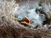 Птицам острова Гоф угрожают мыши Птицам острова Гоф угрожают мыши