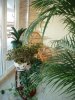 Зелень на окне - прибыль фирме Зелень на окне - прибыль фирме
