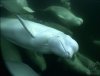 Удивительные белухи Удивительные белухи
