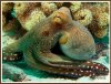 Сколько ног у осьминога? Сколько ног у осьминога?