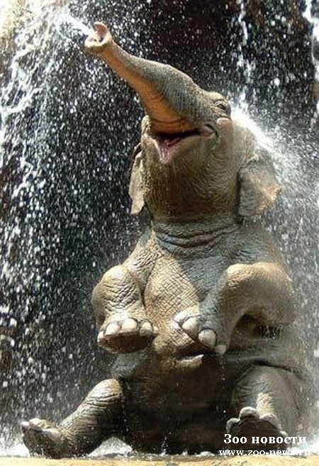 http://www.zoo-news.ru/uploads/posts/2008-09/1222792711_elephant_450.jpg