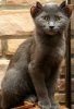 Четвероухий кот Четвероухий кот