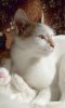 Кошка, которая любит плавать Кошка, которая любит плавать