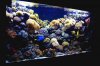 Морской аквариум для начинающих Морской аквариум для начинающих