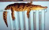 Самые популярные экзотические животные жителей столицы Самые популярные экзотические животные жителей столицы