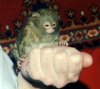 Самые популярные экзотические животные жителей столицы Самые популярные экзотические животные жителей столицы