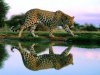 Заказник для сохранения самой редкой кошки планеты Заказник для сохранения самой редкой кошки планеты