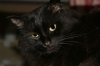Кошка которая светится в темноте Кошка которая светится в темноте
