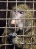 Запрет на опыты над животными Запрет на опыты над животными