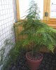 Неприхотливые комнатные растения Неприхотливые комнатные растения