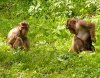 Почему женщины такие разговорчивые Почему женщины такие разговорчивые