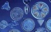 Гигантские одноклеточные найдены на океанском дне Гигантские одноклеточные найдены на океанском дне
