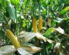 Greenpeace призывает отозвать все ГМ-продукты с рынка Greenpeace призывает отозвать все ГМ-продукты с рынка