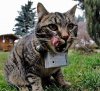 Котик-фотик Котик-фотик
