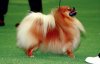 Pomeranian Pomeranian