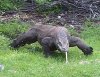 Драконы нападают на людей Драконы нападают на людей