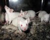 Запах любви укрепляет иммунную систему Запах любви укрепляет иммунную систему