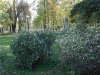 Осеннее украшение сада Осеннее украшение сада