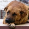Война с бездомными псами: победителей не будет Война с бездомными псами: победителей не будет