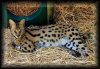 Savannah Cat Savannah Cat