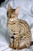 Savannah Cat Savannah Cat