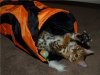 Savannah Cat Savannah Cat