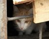 Кошки-сквоттеры Кошки-сквоттеры